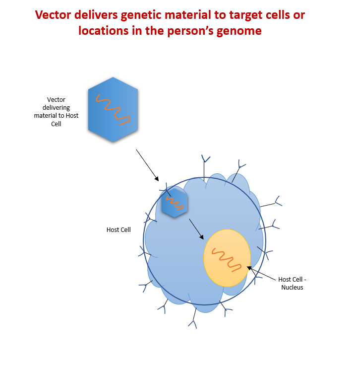 What Are Viral Vectors And How Do They Work?